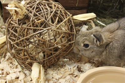 Nature First Happy Pet Speelbal Wilg Nature First 17X17X17 Cm