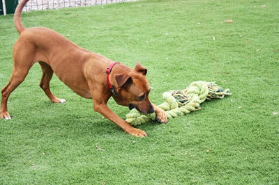 Happy Pet King Size Tug Flostouw Xl 123X18 Cm