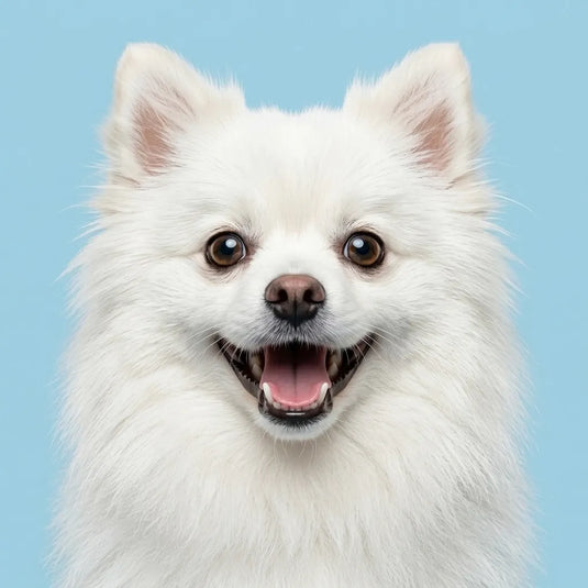 petsorama category dogs