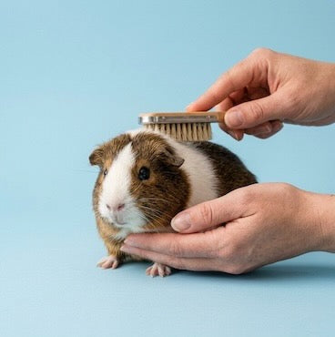 petsorama rabbit care