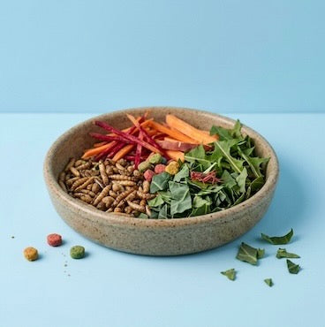 petsorama reptile food