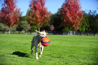 Chuckit Kick Fetch Small 12,5 Cm