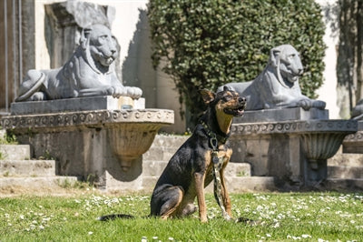 Morso Hondenriem Verstelbaar Gerecycled Full Metal Dog Bruin 75-230X1,5 Cm 4-20 Kg