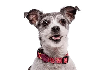Morso Halsband Hond Gerecycled Pink Think Roze 43-70X2,5 Cm