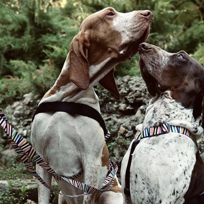 Morso Norwegian Hondentuig Gerecycled Spaghetti Incident 54-70X52 Cm