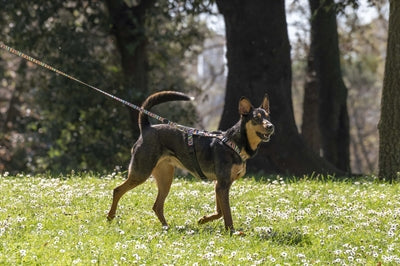 Morso Hondentuig H-Tuig Gerecycled Spaghetti Incident 60-80X2,5 Cm