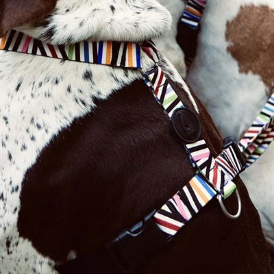 Morso Hondentuig H-Tuig Gerecycled Spaghetti Incident 70-100X2,5 Cm