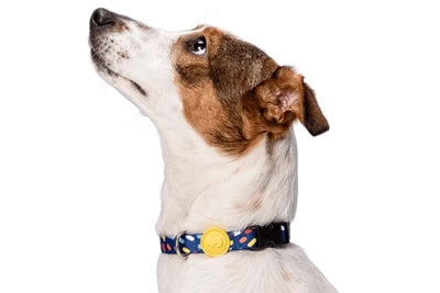 Morso Halsband Hond Gerecycled Color Invaders Paars 43-70X2,5 Cm