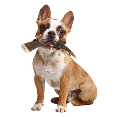 Zolux Hertengewei Heel Hard M 10-25 Kg