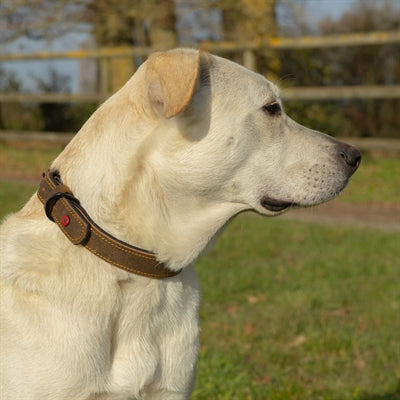 Zolux Expert Halsband Hond Premium Leer / Neopreen Bruin 80X3 Cm