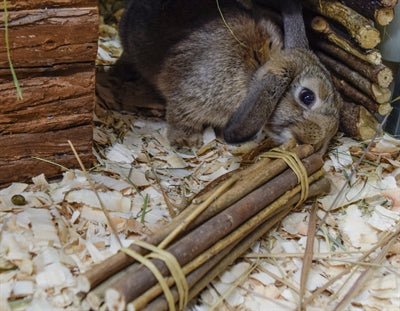 Nature First Happy Pet Willow Sticks 26X5X5 Cm