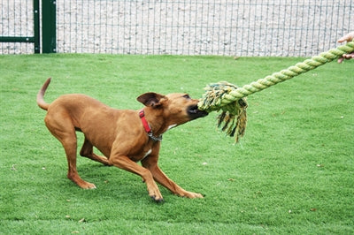 Happy Pet King Size Tug Flostouw Xl 123X18 Cm