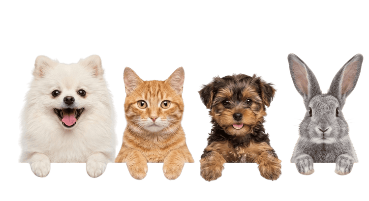 Petsorama animals