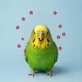 petsorama bird discount