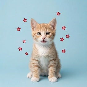 petsorama cat discount