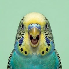 petsorama category birds