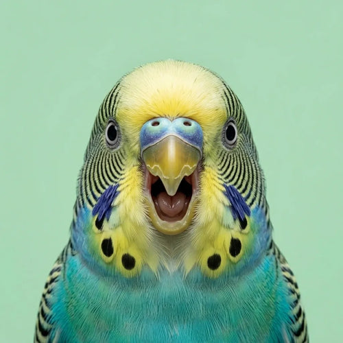 petsorama-category-birds