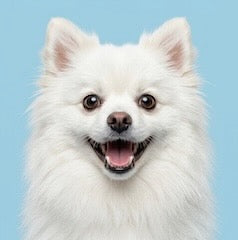 petsorama category dogs