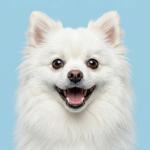 petsorama-category-dogs