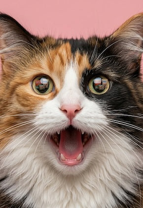 petsorama crazy cat