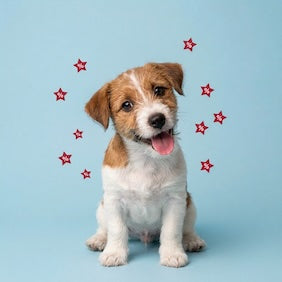 petsorama dog discount