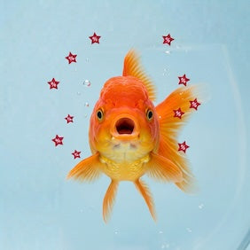 petsorama fish discount
