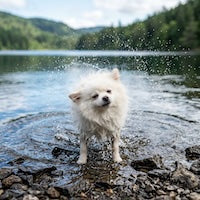 petsorama picture dog