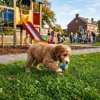 petsorama picture labradoodle