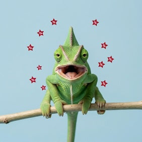 petsorama reptile discount